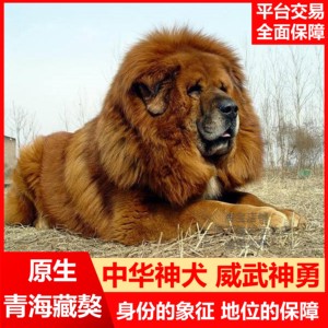 纯种藏獒幼犬巨型猛犬宠物狮王红色鬼獒藏獒铁包金直播卖好狗cku