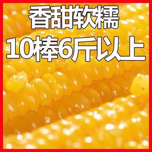 东北10根黄糯甜糯粘玉米苞米真空装包非转基因新鲜粗粮代餐大棒