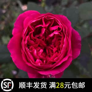 【东学园】恩典女王月季 河本纯子培育 日月季红色大花浓香直立