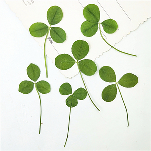 三叶草 真树叶标本 树叶贴画押花压花干花书签蜡烛滴胶干花手机壳