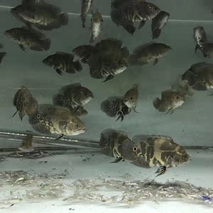 奥里诺科花猪南美野生地图鱼活体奥图鱼纳内地图鱼鱼苗 顺丰包邮
