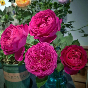 【万紫月季园】 伊芙芳香花园大花浓香灌木直立性好