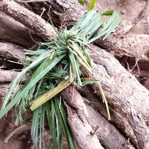 顺丰羊奶果根新鲜天然牛虱子果根羊奶头羊山咪树根牛奶根胡秃子根