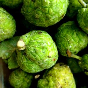 顺丰柘果新鲜水荔枝佳子果野荔枝野梅子果山荔枝柘树果实根干粉苗