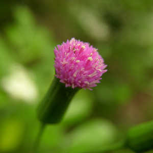 一点红野菜1斤新鲜根下红红背根羊蹄草散血丹非羊蹄根