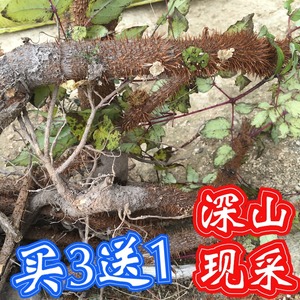 千枚针1斤新鲜老虎刺红刺筒红刺桐鸟不踏落葱木红楤针忽木刺