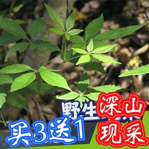 牡荆根现采新鲜1斤布荆树根黄荆树根布惊树根