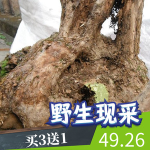 布荆根新鲜黄荆树根客家深山采挖布惊树根牡荆根1斤