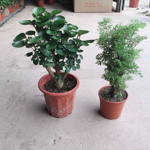 金钱兜盆栽老桩植物 室内 福绿桐 树苗 钱多多圆叶盆景吸甲醇古朴