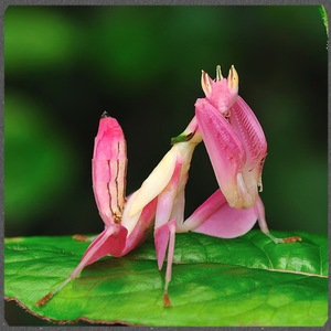 兰花螳螂 版纳兰花 宠物螳螂 一龄幼体 宠物昆虫 包风险