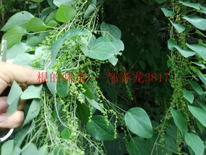 500克新鲜湿品百解藤金线风(发顺丰快递)