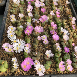 大红绿眼睛小奶瓶冰风铃玉多肉植物开花大颗母本彩生石花稀有肉锥