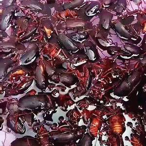 山水牛250克公沂蒙山新鲜冷冻栓栓牛公山山牛 荒野昆虫 公山虫牛