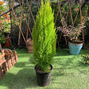 香松盆栽花苗 金冠柏圣诞小松有香味四季常绿观赏盆栽盆景2盆包邮