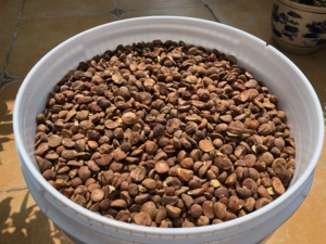 剥壳野生油茶籽仁500g 山茶籽仁去壳苦茶籽榨油原料茶籽果农产品