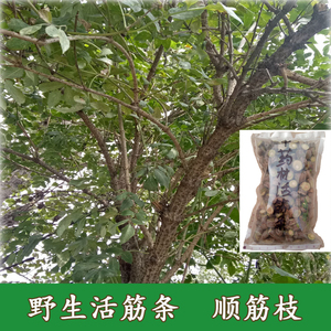 活筋条野生新鲜接骨木顺筋枝舒筋条扭脚崴脚骨折关节损伤中药材