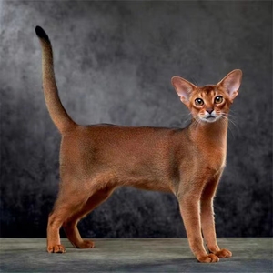 纯种阿比西尼亚猫幼猫赛级原始色古埃及猫宠物猫咪幼崽短毛猫活体