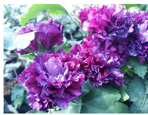 【晴天月季园】紫玉/蓝莓冰沙木槿*新品种日本重瓣进口品种