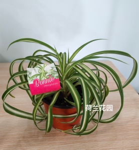 荷兰花园 现货促销包邮原装进口卷叶吊兰室内垂吊耐阴易养多年生