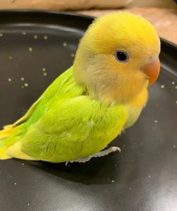 厂家繁殖合法面类家庭精养亲人高端牡丹鹦鹉金头绿闪小鸟说话宠物