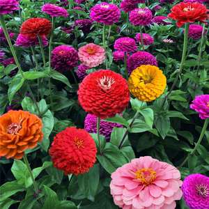 百日草种子百日菊花籽庭院四季室外易活百日草花种子包邮混色重瓣