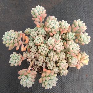 绿豆多肉植物老桩