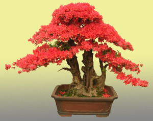 杜鹃花映山红盆景
