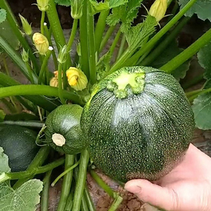 圆形无蔓翠珠西葫芦种子高产抗热无架小南瓜籽四季易种京缘西葫芦