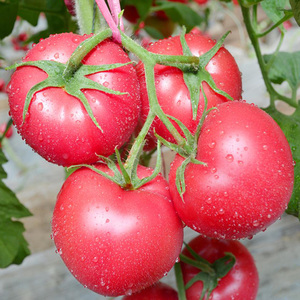 高产大粉番茄种籽老品种粉果大西红柿种子春季四季盆栽水果蔬菜孑