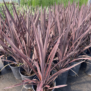 澳洲朱蕉红巨人盆栽大苗庭院阳台观叶多年生耐热耐寒花镜植物包邮