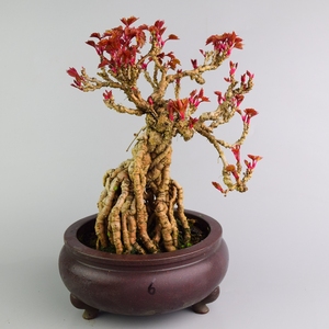 爬山虎茶台小品微型盆景 阳台办公室 掌上绿植花卉盆栽 实物拍摄