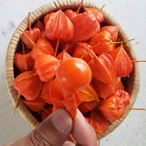 散装红山菇娘灯笼果泡水正品非野生特级红姑娘干皮茶燕药堂旗舰店