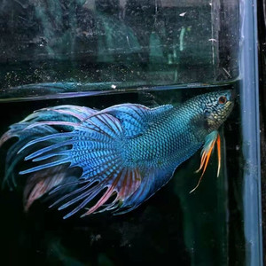 中国斗鱼国斗巨普 无纹蓝 高蛋白增红澳火白化蓝红火焰淡水包邮