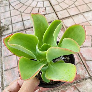 柠檬卷多肉植物老桩超萌肉肉新手法师满38包邮童话园艺