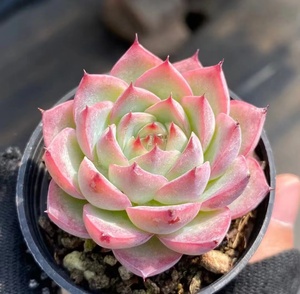 粉水晶多肉植物韩货出状态红色肉肉全店满38包邮