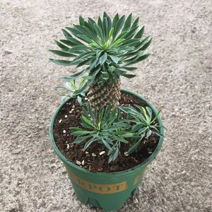 峨眉山铁甲麒麟小盆栽创意绿植块根球多肉群防辐射大戟科室内好养