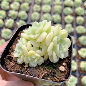 白天鹅多肉正品优选爆头侧芽多超萌多肉植物正版女王麦秆日系