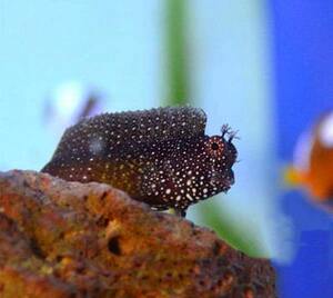 热卖粉点虾虎 星点西瓜刨 海水鱼 虾虎 活体鱼