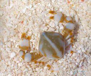 缘随枫叶淘宝翻沙蟹海水鱼翻砂海星活体珊瑚小丑鱼黎明蟹玉蟹爱洁蟹