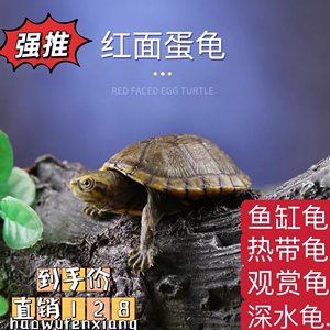红面蛋龟苗宠物龟乌龟观赏鱼缸龟深水龟杂食