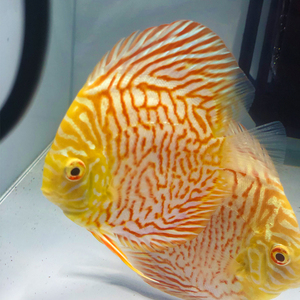 高端精品白化金体虎纹七彩神仙鱼成鱼活体招财热带风水鱼包邮包活