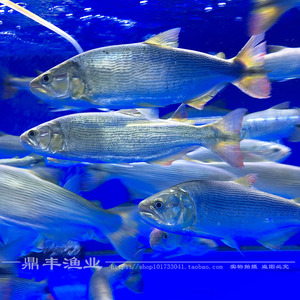 黄金河虎鱼黄尾河虎鱼 红尾河虎鱼 南美洲加拉辛科