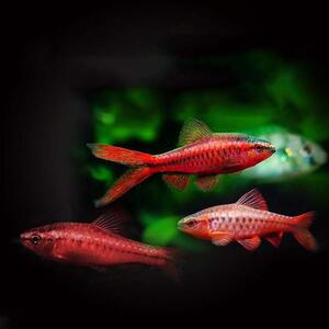 小型群游热带鱼 灯科观赏鱼 长尾血红樱桃灯 红樱桃鲫 2-3厘米
