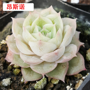 昂斯诺多肉植物