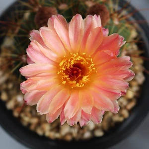 粉花 红花青王丸 实生仙人球开大花室内办公桌美观防辐射多肉盆栽