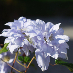 伟伟园艺 重瓣铁线莲马祖里 天蓝色大花攀援植物庭院露台获奖品种