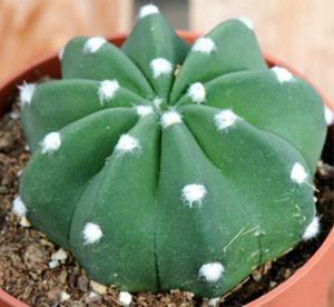 仙人球 大豪丸 echinopsis subdenudata 50粒种子 砧木 包邮