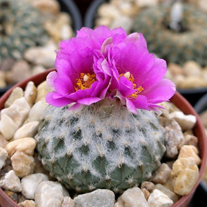 仙人球 银牡丹 strobiliformis 10粒种子