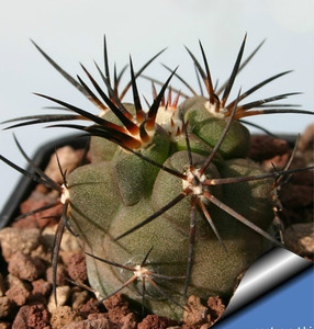 多肉植物 仙人球 龙爪球 强刺 copiapoa coquimbana  10粒种子