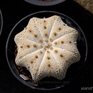 仙人球  精品谷田贝海星奇迹兜 3粒种子 母本如图 包邮